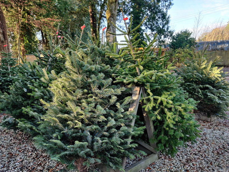 Torridge Gates Christmas Trees 10