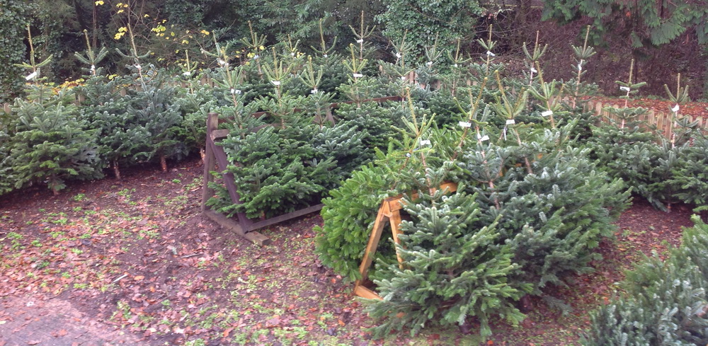 christmas trees 2018